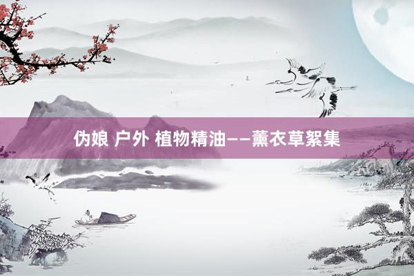 伪娘 户外 植物精油——薰衣草絮集